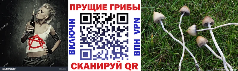 Галлюциногенные грибы Psilocybine cubensis купить Юрьев-Польский
